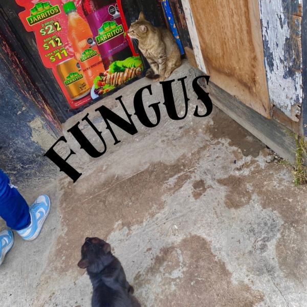 FUNGUS ALBINUS