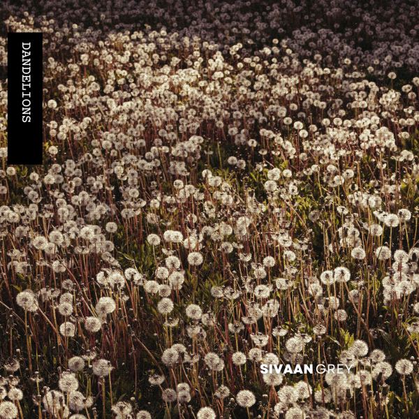 Dandelions