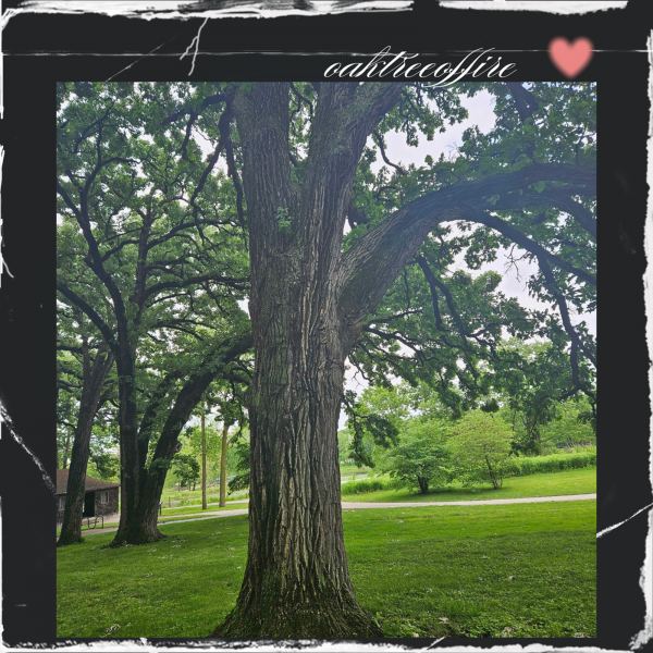 Oak Tree of Fire