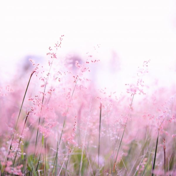 Rejuvenescence