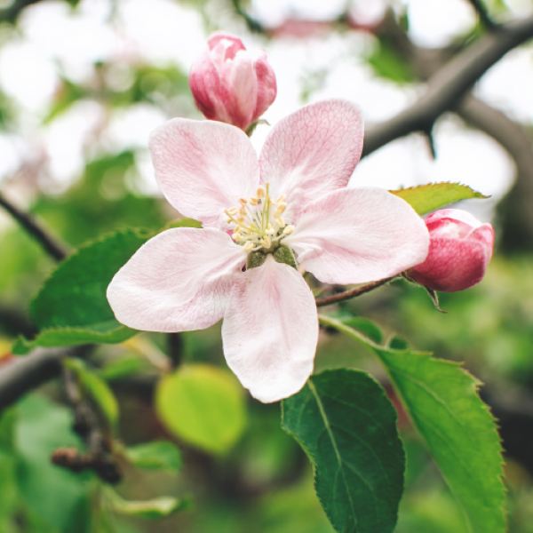 Two Apples Talking &ndash; Vibrations of Peace