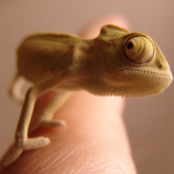 Chameleon