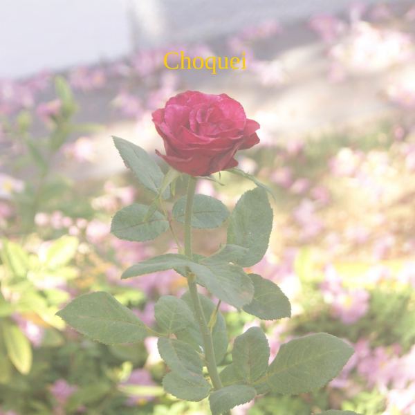 choquei