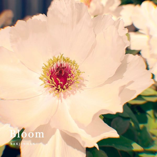 Bloom
