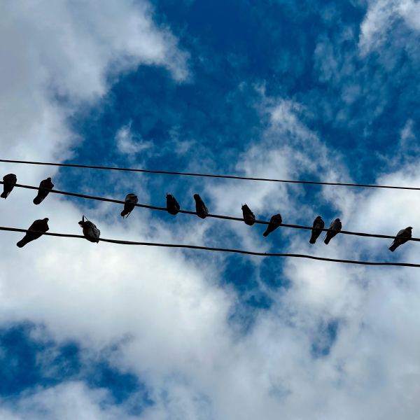 "City of Cold Comfort"