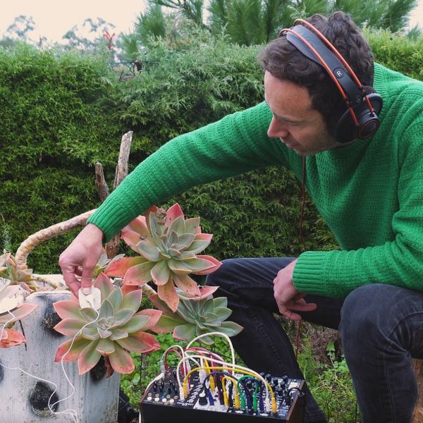 Echeveria Succulent - 432Hz - Plant Music - Meditation