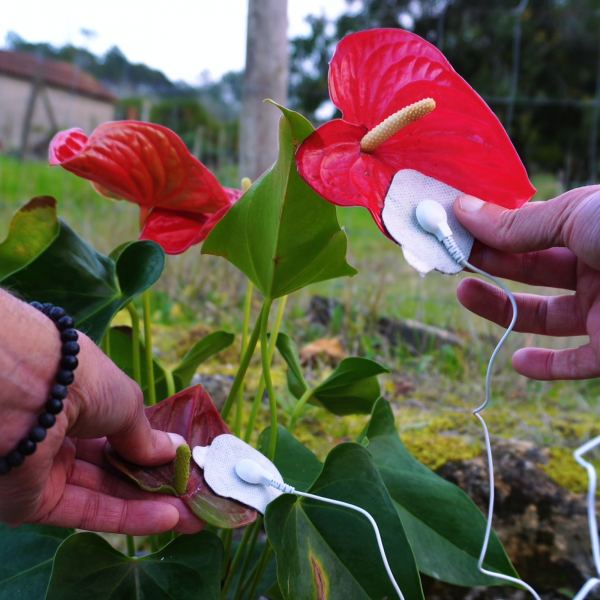 Awakened Anthurium