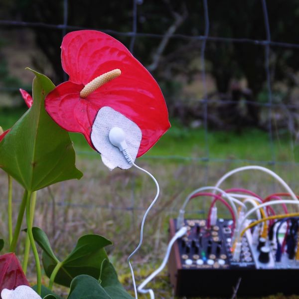 The Slumbering Anthurium
