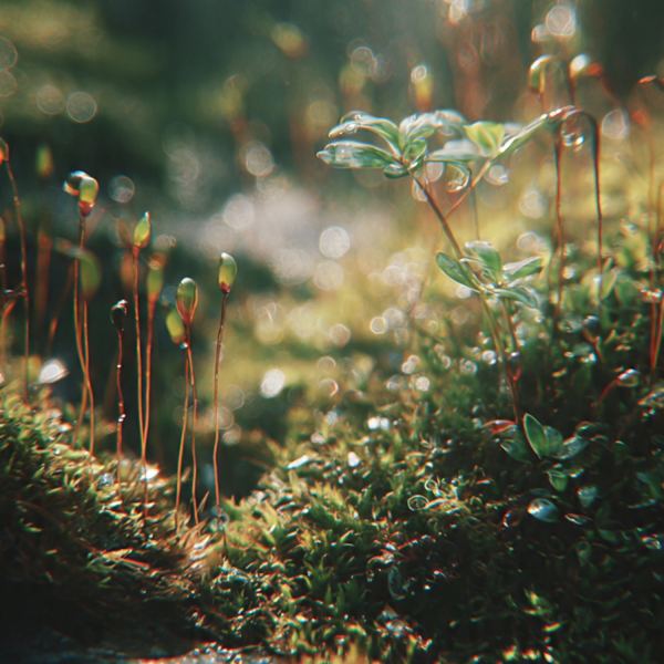 New little life