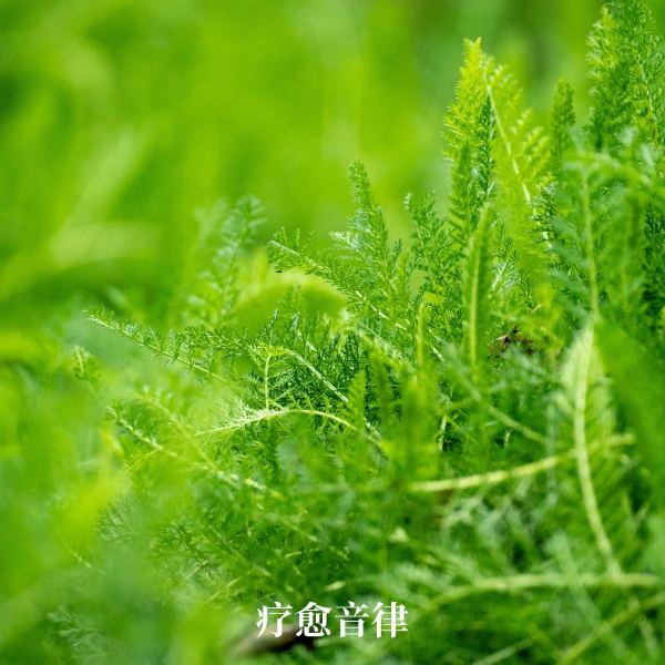 悠远&middot;雅致（轻音乐）