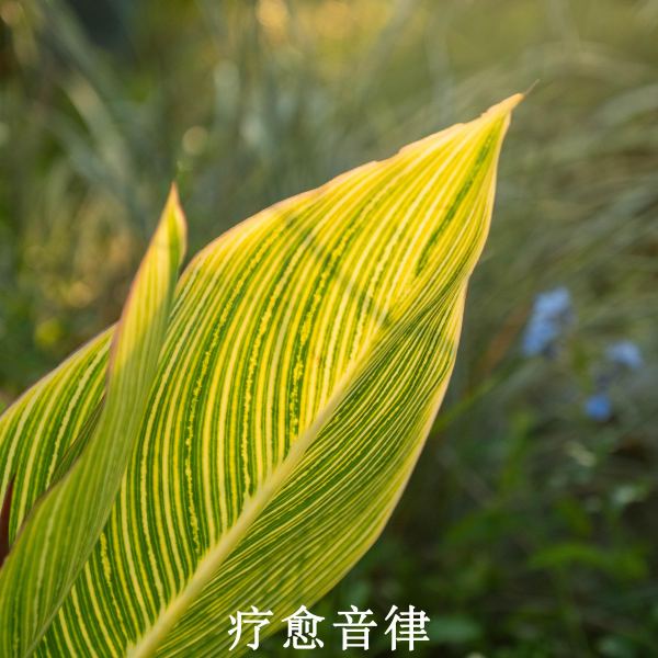 清新放松 治愈浮躁(放松纯音乐)