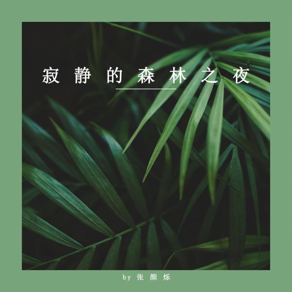 寂静的森林之夜