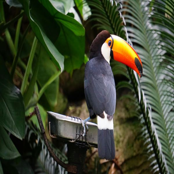Tropical Escape