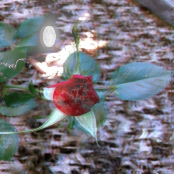 Winter Blues Thoughts Of Summer Blooms Bliss