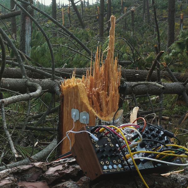 Life Beneath the Fallen Pines A - Side A