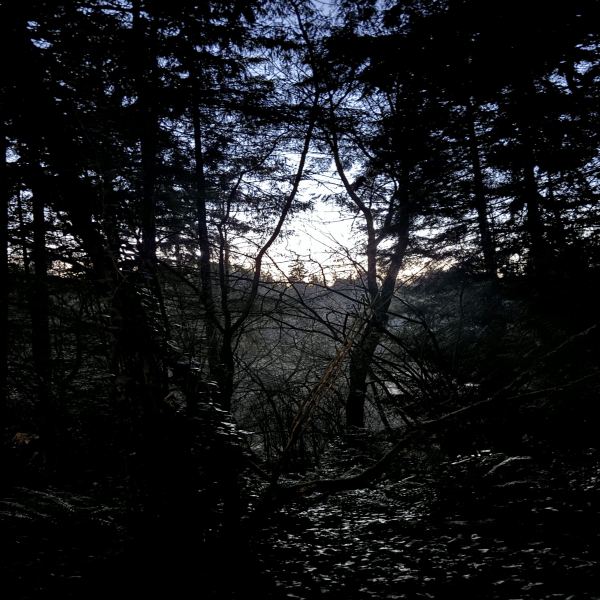 BRANCHES