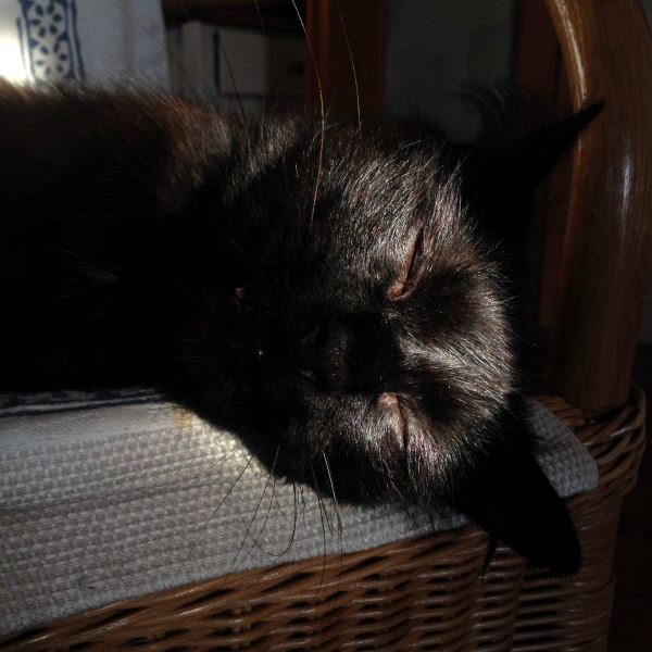 LMTYS hunting cat