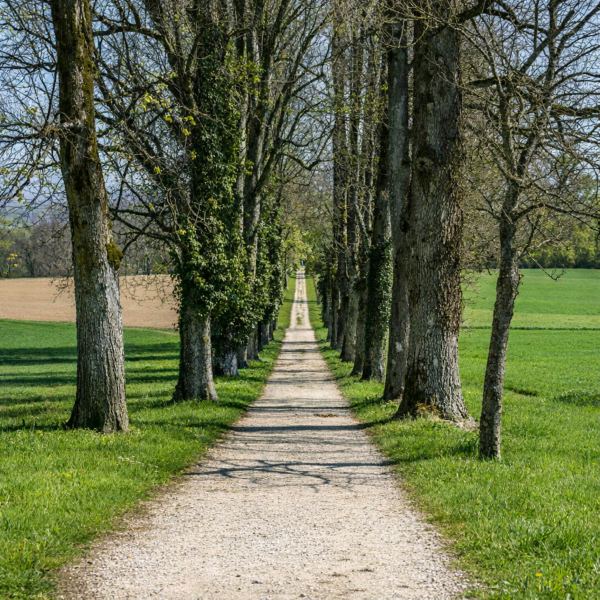 The Path