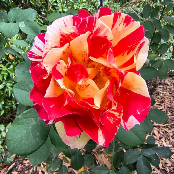 October bloom