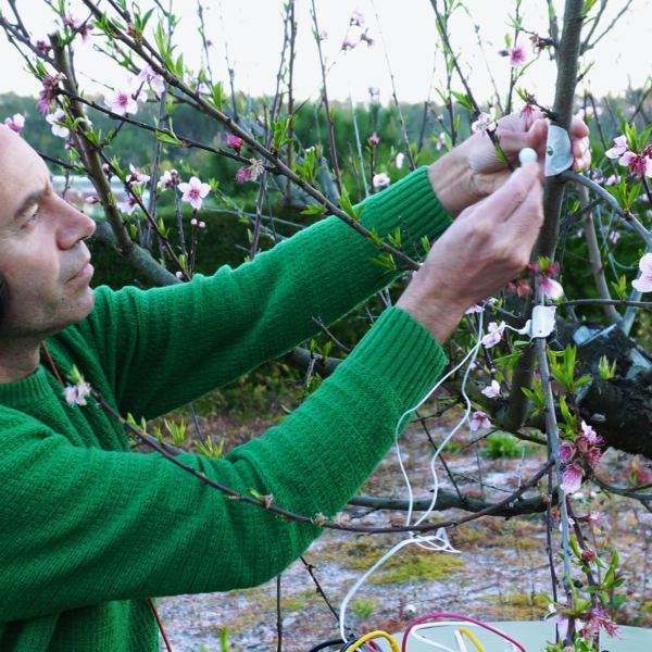 Peach Blossom A - Side A