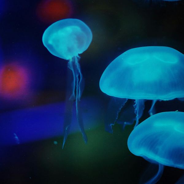 luminous