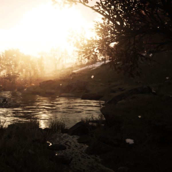 Woods