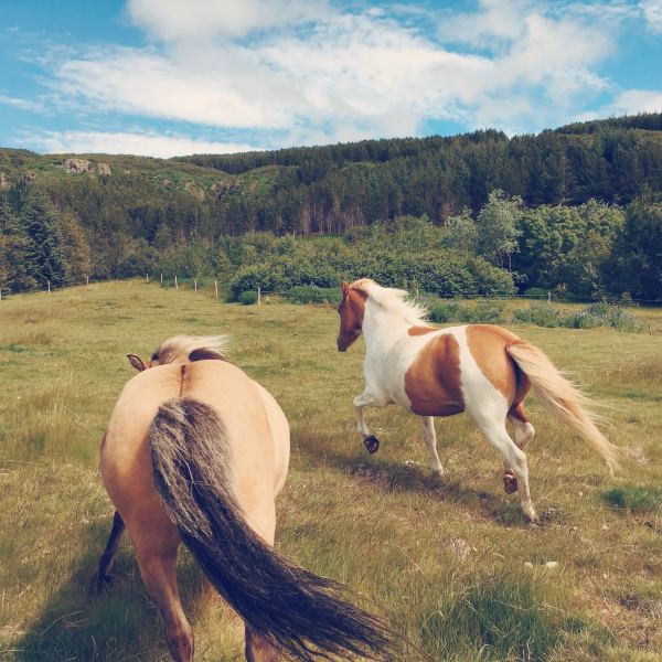 Horses and Money