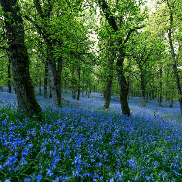 Feel the Forest
