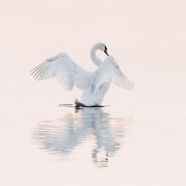The Swan from Carnival of the Animals