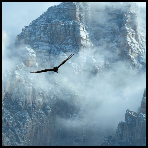 Hawk - Radio Edit