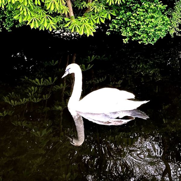 Waltz in C Sharp Minor, Opus 64 Nr. 2