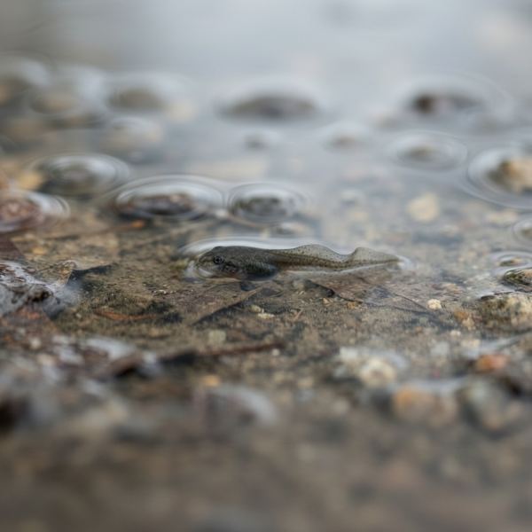 Tadpoles