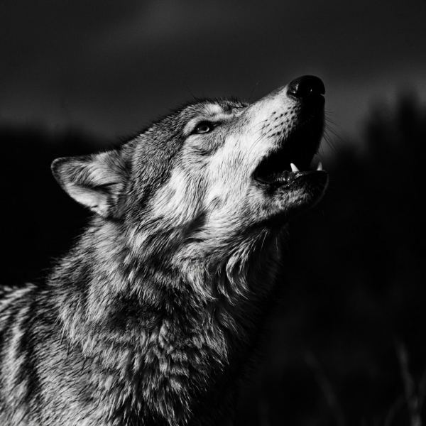The Midnight Howl
