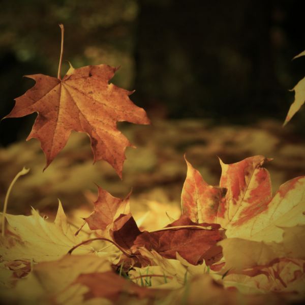 Autumn