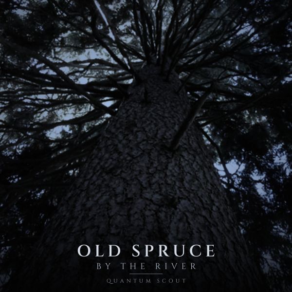 Old Spruce By The River