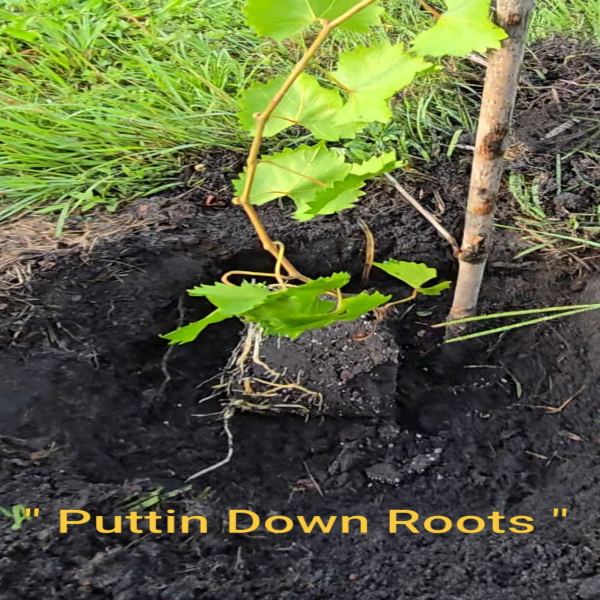 Puttin Down Roots