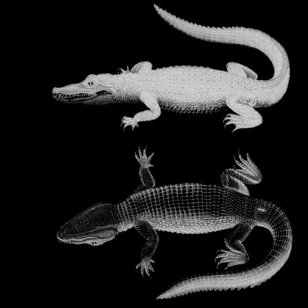 Alligator